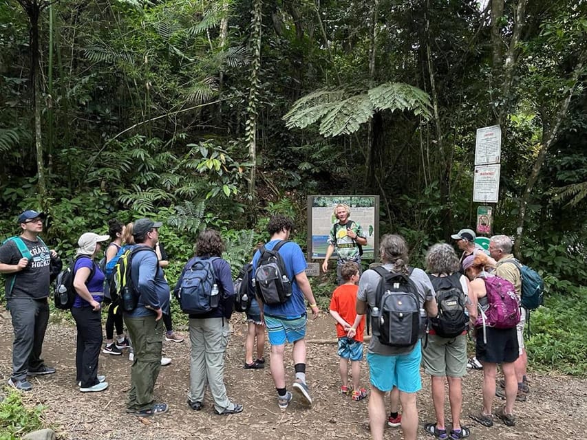 Bosque El Yunque, Selva Natural Paseo por la Noche - Hizvo