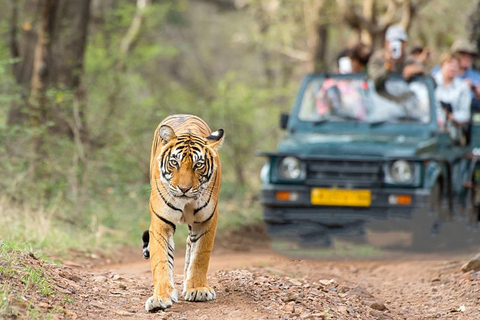 Ranthambore: wieczorne safari z lokalnym przewodnikiem