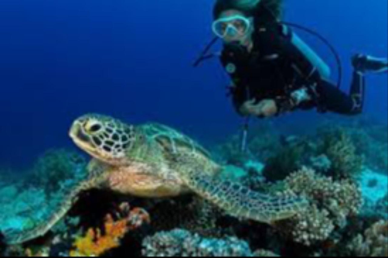 Salalah: Scuba Diving Discover Oman’s hidden underwater gems