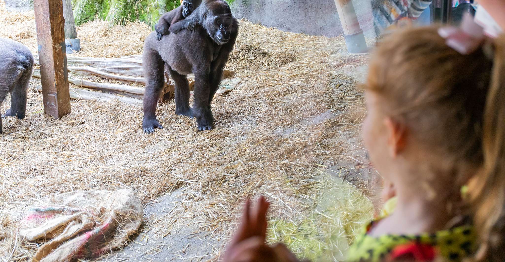 Chessington World of Adventures Resort, ingresso - Housity