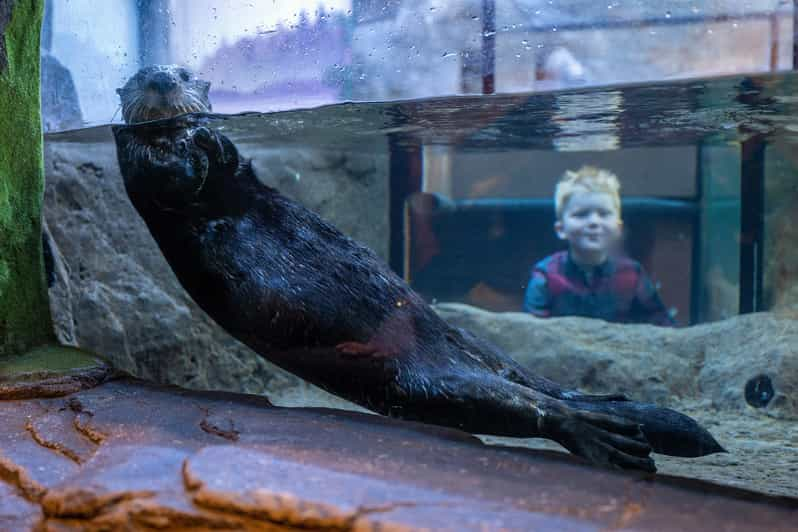 Birmingham: National Sea Life Centre Entrance Ticket | GetYourGuide