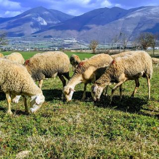 Norcia: Full-Day Hiking Tour with Meat and Cheese Tasting