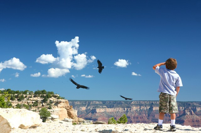 Visit Grand Canyon Morning Off-Road Safari with Skip the Gate in Gran Cañón