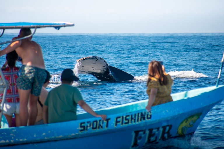 Puerto Escondido : Observation des dauphins