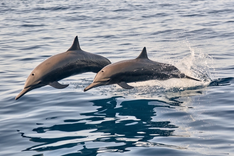 Puerto Escondido: Obserwacja delfinów