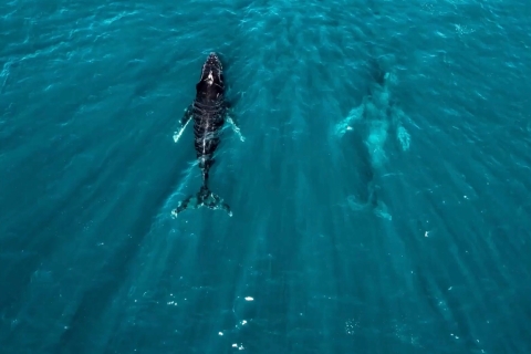 Puerto Escondido: Dolfijnen kijken