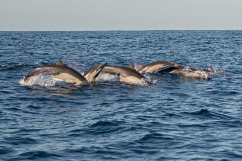 Puerto Escondido: obserwowanie delfinów