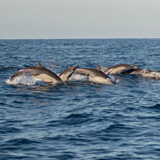プエルト エスコンディド：イルカ ウォッチング