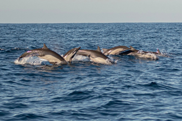 Puerto Escondido : Observation des dauphins