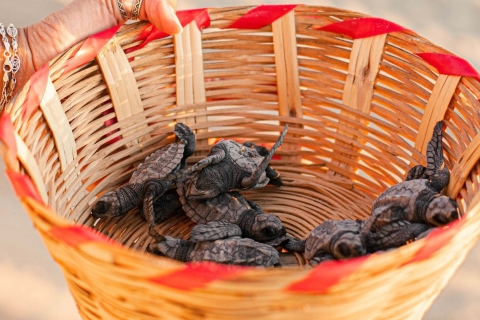 Puerto Escondido: vrijlating babyzeeschildpad
