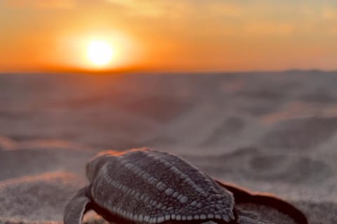 Puerto Escondido : libération de bébés tortues de mer