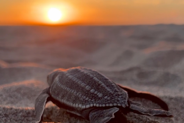 Puerto Escondido: wypuszczenie małego żółwia morskiego