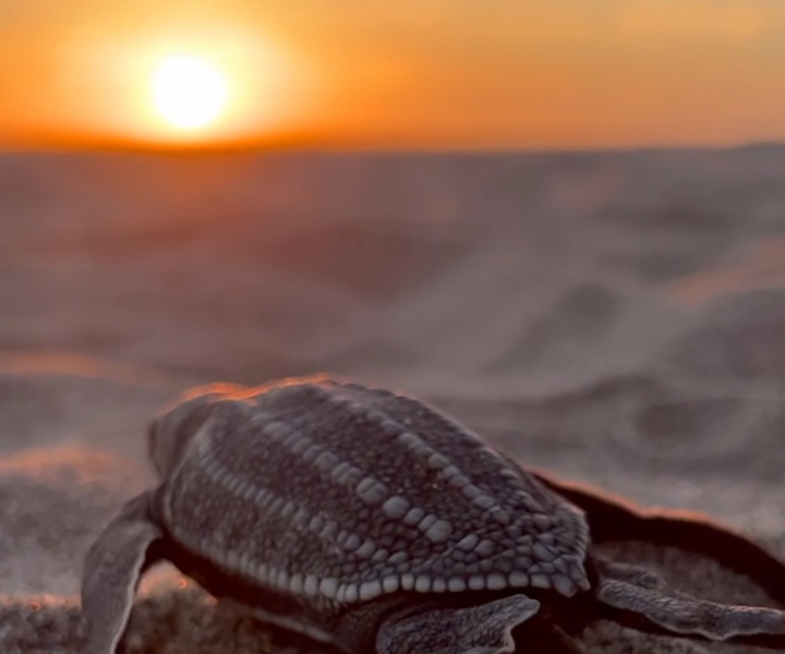 Puerto Escondido: Baby Sea Turtle Release