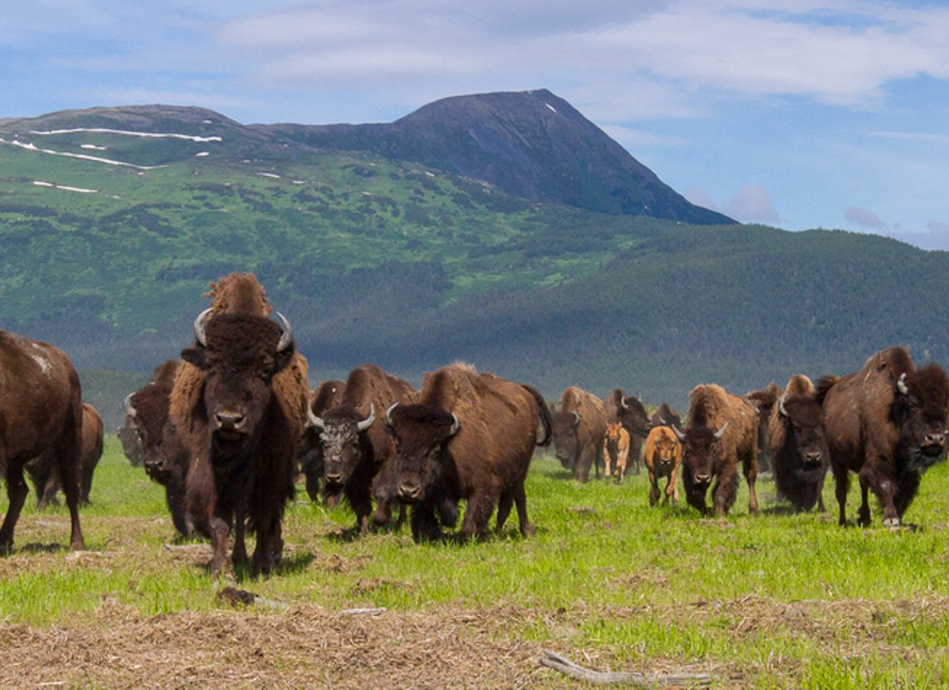 Alaska Wildlife Conservation Center: Adgangsbillet