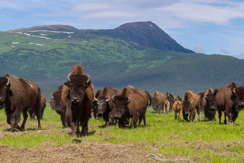 Centre de conservation de la faune de l'Alaska : billet d'entrée