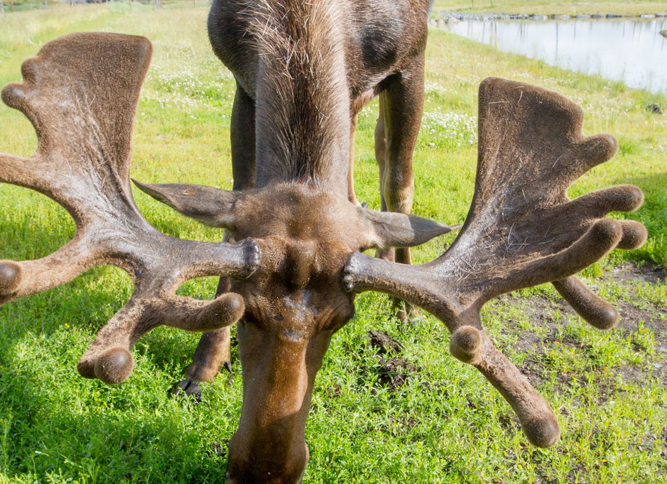 Alaska Wildlife Conservation Center: Adgangsbillet