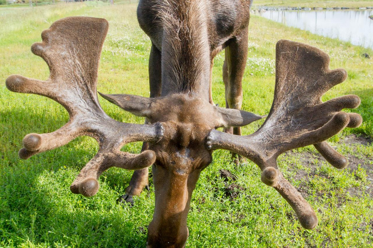 Centre de conservation de la faune de l'Alaska : billet d'entrée
