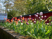 Leiden, Hortus Botanicus Eintrittskarte - Hizvo