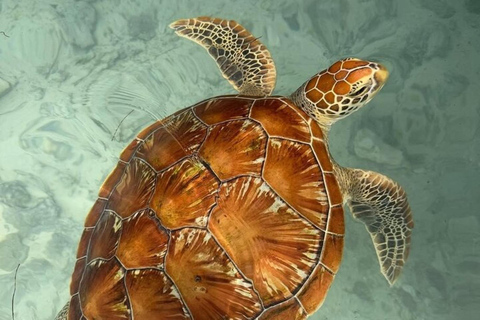 Zanzibar : excursion « Salaam Cave Swimming with Turtles » (baignade avec les tortues dans la grotte de Salaam)Visiteurs de la visite privée de Paje, Kizimkazi, Michanvi, Jambia