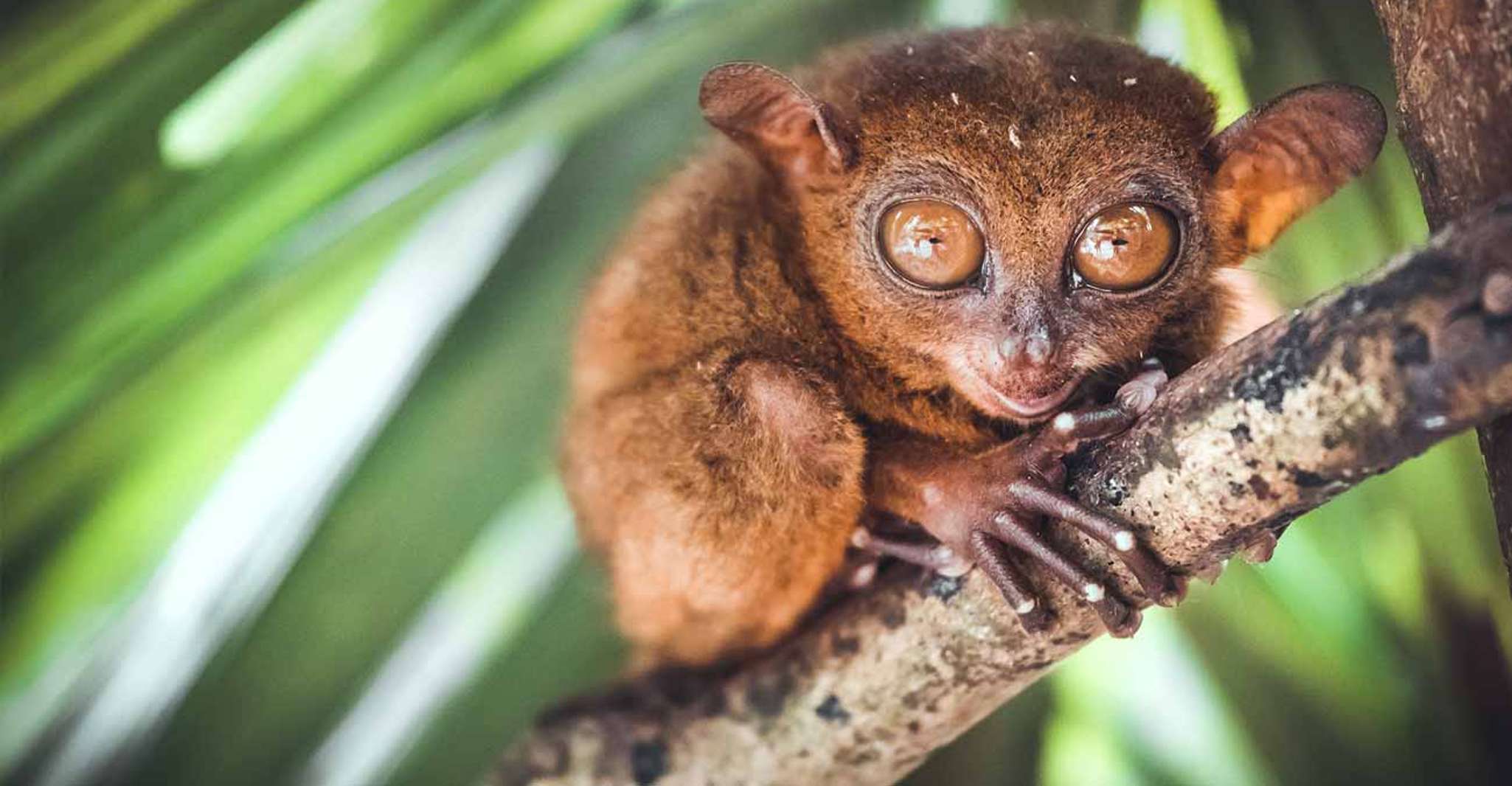 从宿雾，全天bohol郊游 - Housity