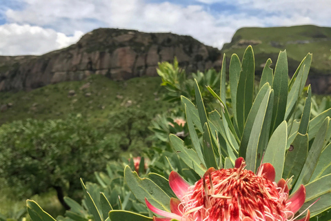 Safari de lujo de 9 días por el Parque Kruger y Ciudad del CaboSafari de 9 días por el Parque Kruger y Ciudad del Cabo en autocar de lujo