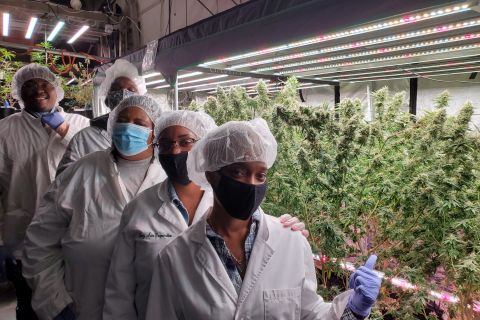 Chicago: Indoor Cannabis Craft Grow Facility Tour
