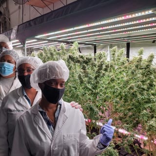 Chicago: Indoor Cannabis Craft Grow Facility Tour
