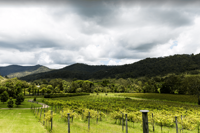 Gold Coast: visite privée d'une cave dans un nouveau véhicule de luxeVisite privée de vignobles haut de gamme dans un nouveau véhicule de luxe