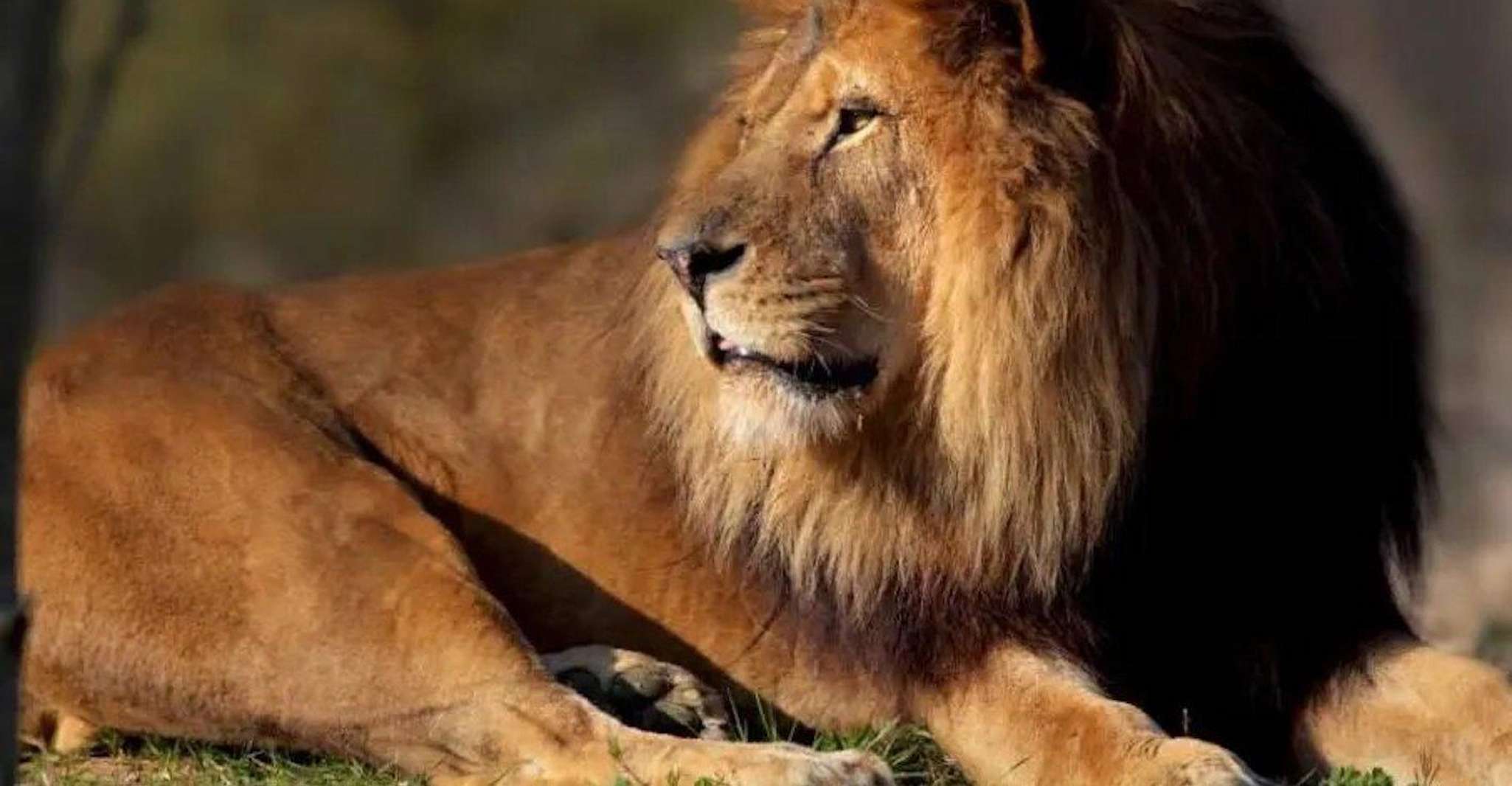 Paris: Paris Zoological Park Entrance Ticket