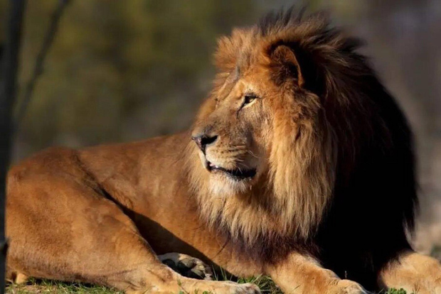 Parigi: biglietto d'ingresso al parco zoologico di Parigi