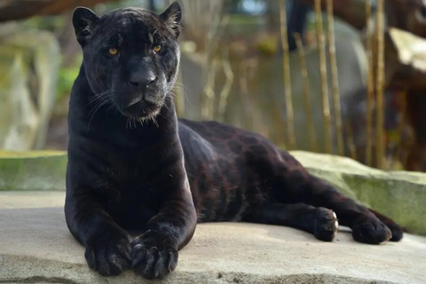 Paris: Eintrittskarte für den Zoologischen Park Paris