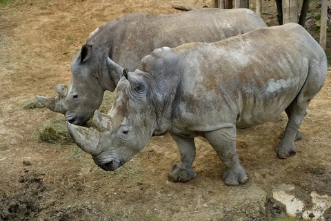 Paris: Eintrittskarte für den Zoologischen Park Paris