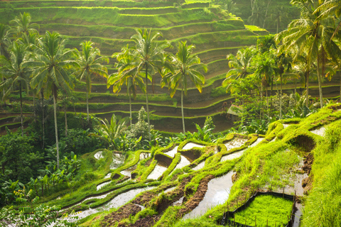 Bali: Leke-Leke Waterfall, Monkey Forest &amp; Jungle Swing TourPrivate Tour without Entrance Fees