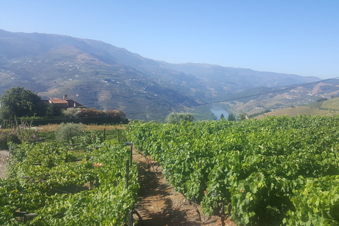 Desde Oporto: cocina del valle del Duoro y degustación de vinos