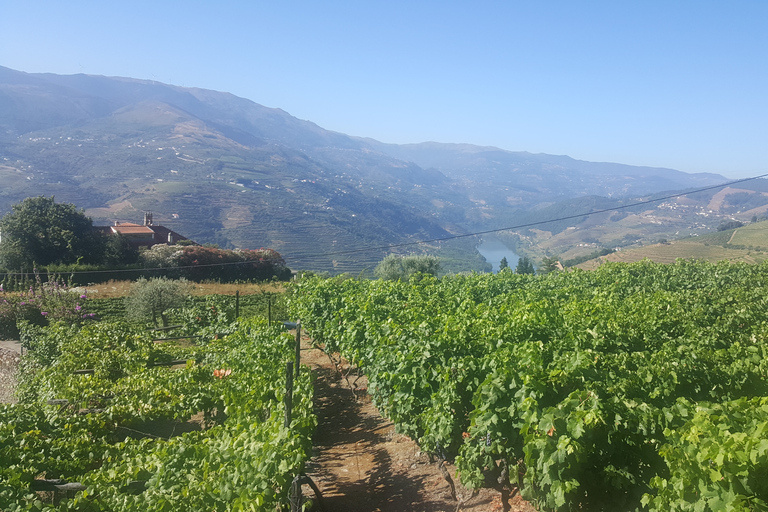 Desde Oporto: cocina del valle del Duoro y degustación de vinos