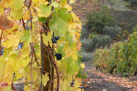 Desde Oporto: cocina del valle del Duoro y degustación de vinos