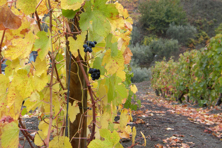 Desde Oporto: cocina del valle del Duoro y degustación de vinos