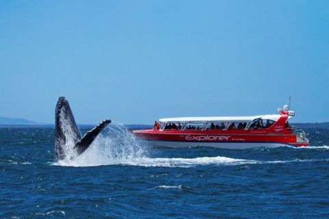Huskisson: Jervis Bay Humpback Whale Watching Cruise