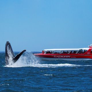 Huskisson: Jervis Bay Humpback Whale Watching Cruise