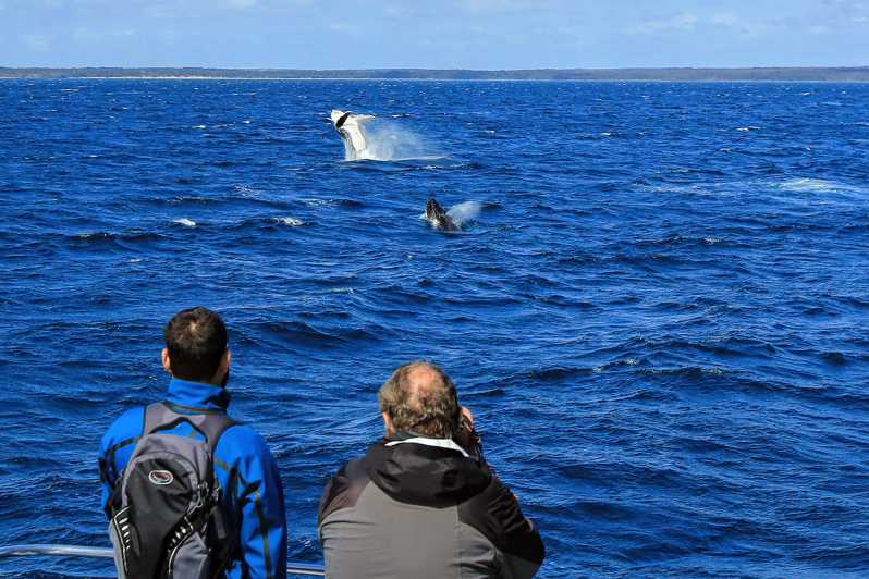 whale watch cruise huskisson