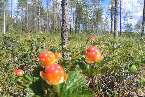 Rovaniemi: Tour zum Beeren- und Pilzesammeln mit Pfannkuchen