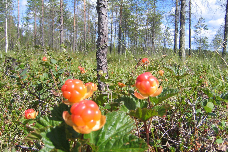 Rovaniemi: Tour zum Beeren- und Pilzesammeln mit Pfannkuchen