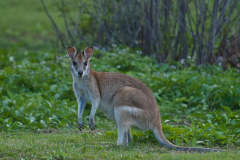 Cairns: Half-Day Premium 4WD Rainforest & Waterfall Tour Half Day Tour