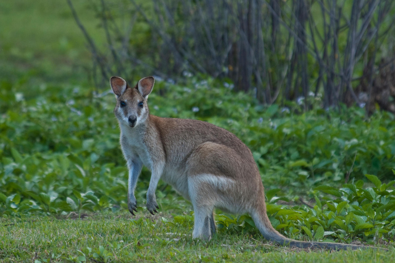 Cairns: Half-Day Premium 4WD Rainforest & Waterfall Tour Half Day Tour