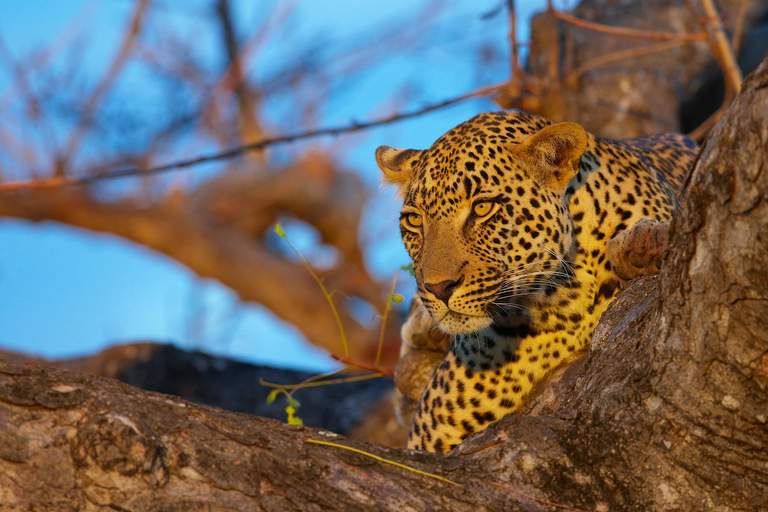 Aventura en Kruger Tremisana Safari de 4 días con los 5 Grandes