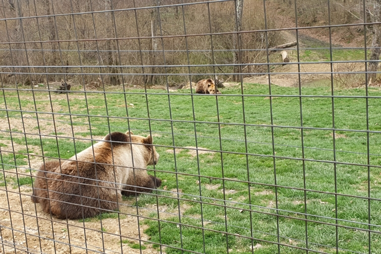 Boekarest: Bear Sanctuary, Bran Castle en Brasov Day Trip