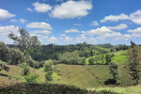 Nairobi: Tea Farm Day Trip with Lunch & Waterfall Hike