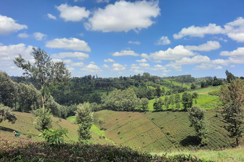 Nairobi: excursão diurna à fazenda de chá com almoço em kiambethuNairobi: excursão diurna à fazenda de chá com embarque no hotel e almoço