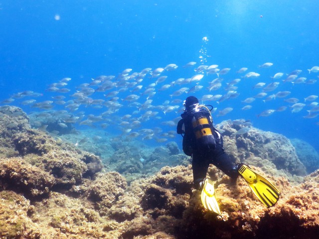 Visit Rhodes Diving Adventure for Beginners and Experts in Rodas