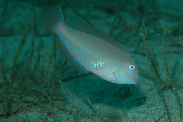 Rhodes: Waterhoppers Snorkel Adventure Guided Snorkeling